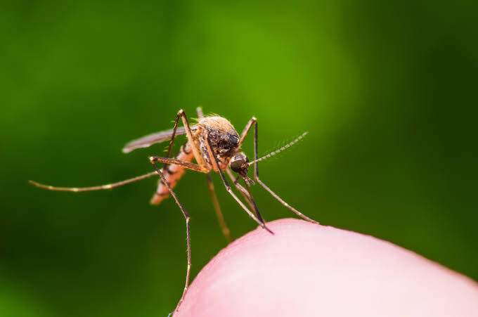 Aumentan casos de Dengue en Oaxaca